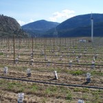 Covert Farms to Vineyard