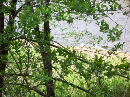 Western Tanager Okanagan River 20090527_65 [1280x768]